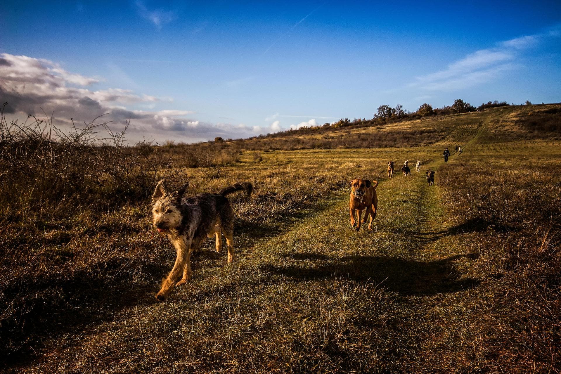 Dog Euthanasia Put Down Prices in Shrewsbury