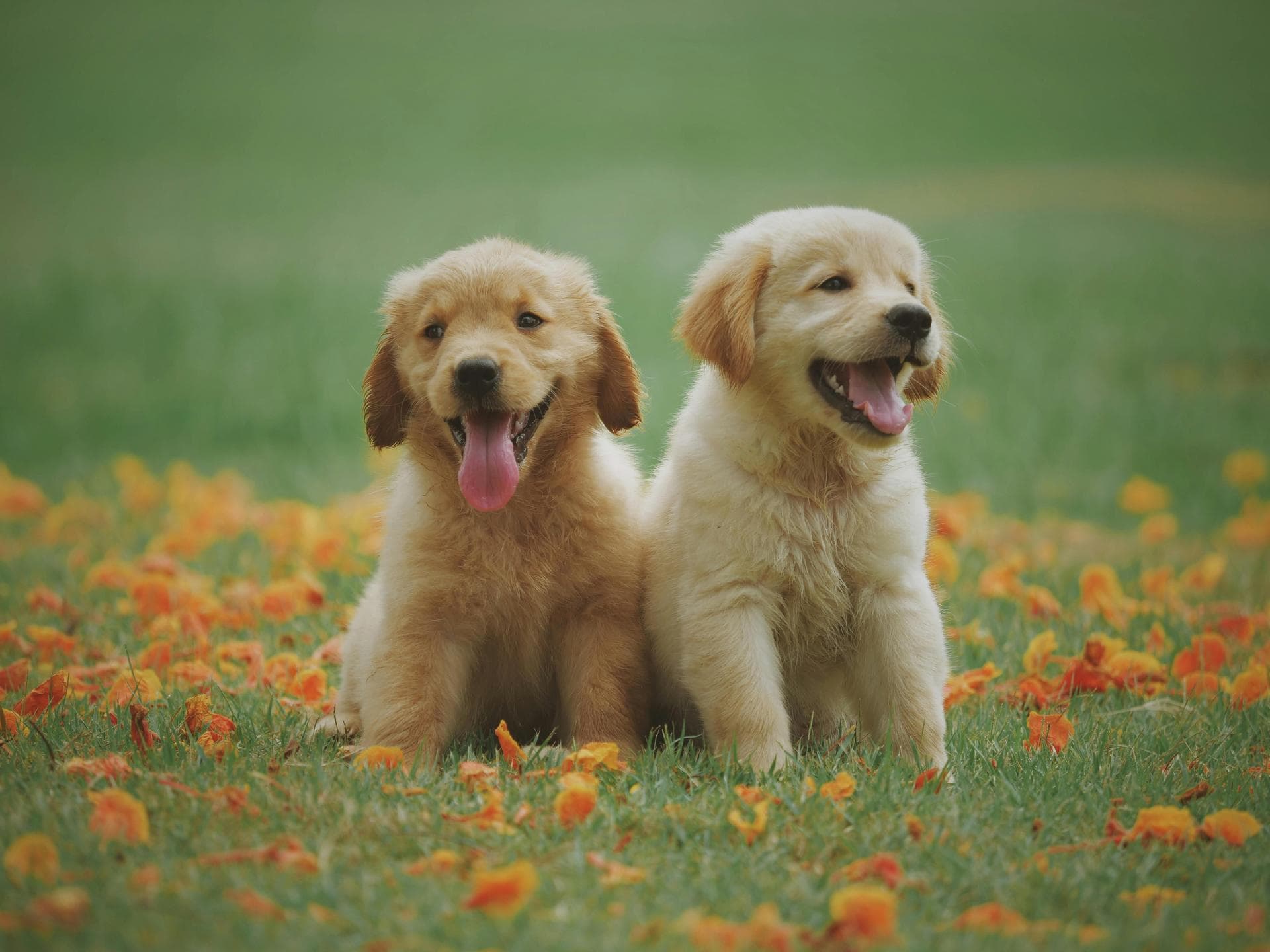 Best Vets in Shrewsbury