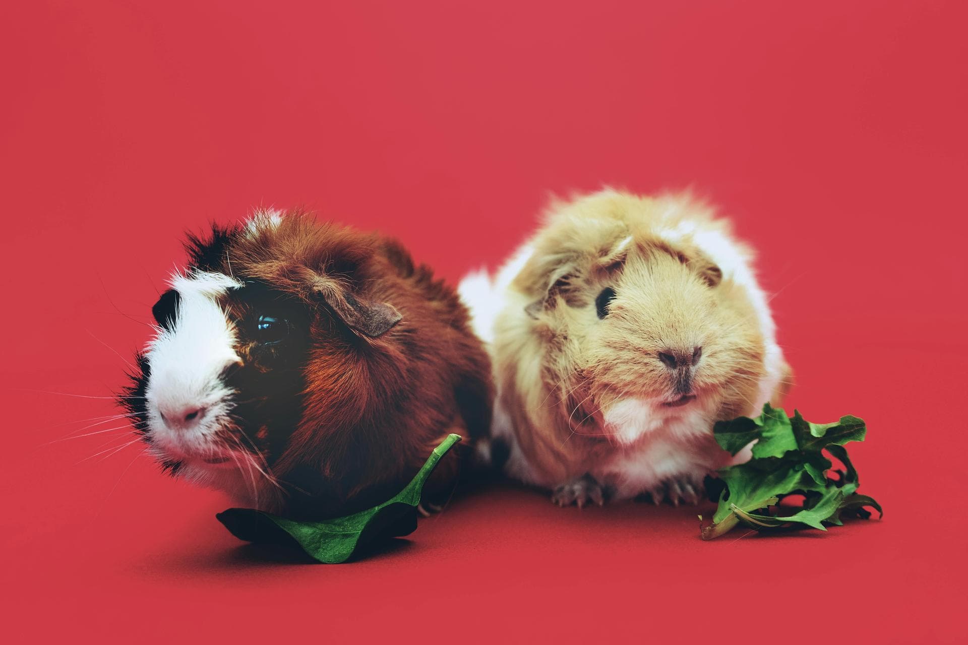 Bird Exotic Pet Consultation Prices in Shrewsbury