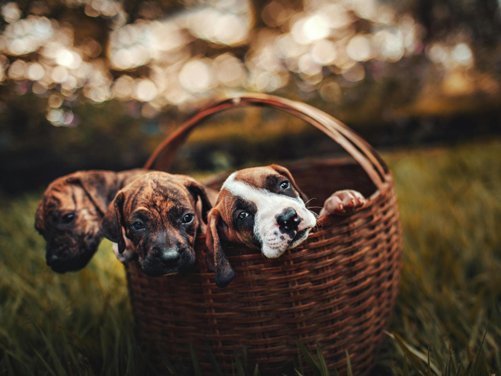 Cat Cremation Prices in Shrewsbury