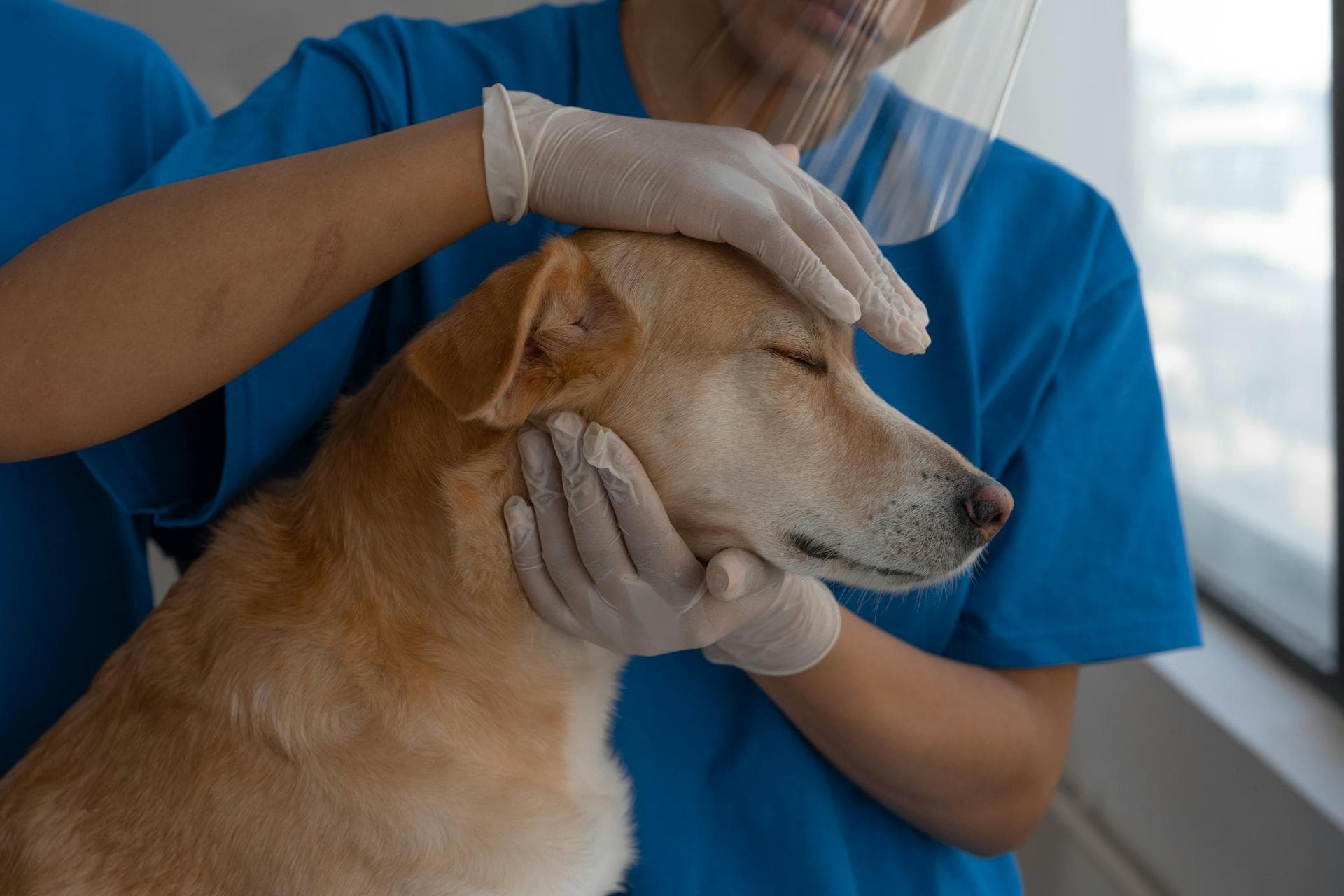 Kennel Cough Vaccine Prices in Shrewsbury