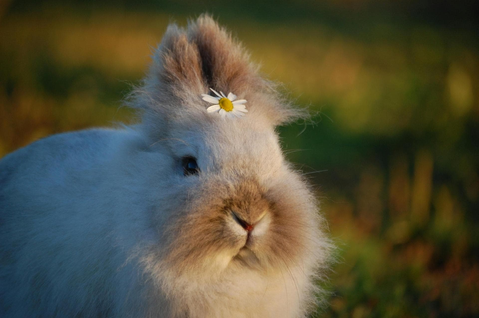 Combined Myxomatosis & VHD Vaccination Prices in Shrewsbury