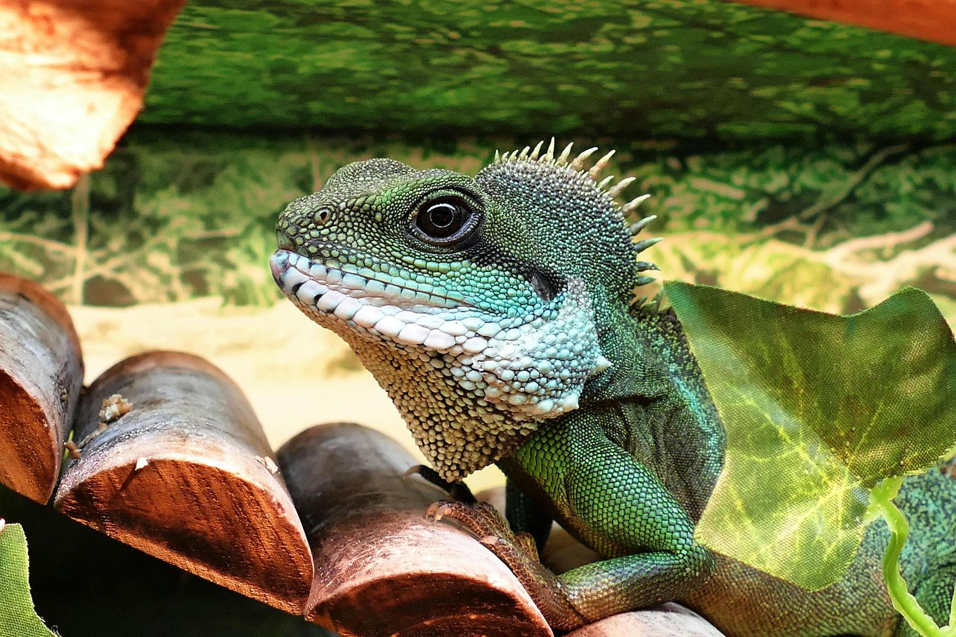 Bird Exotic Pet Consultation Prices in Shrewsbury