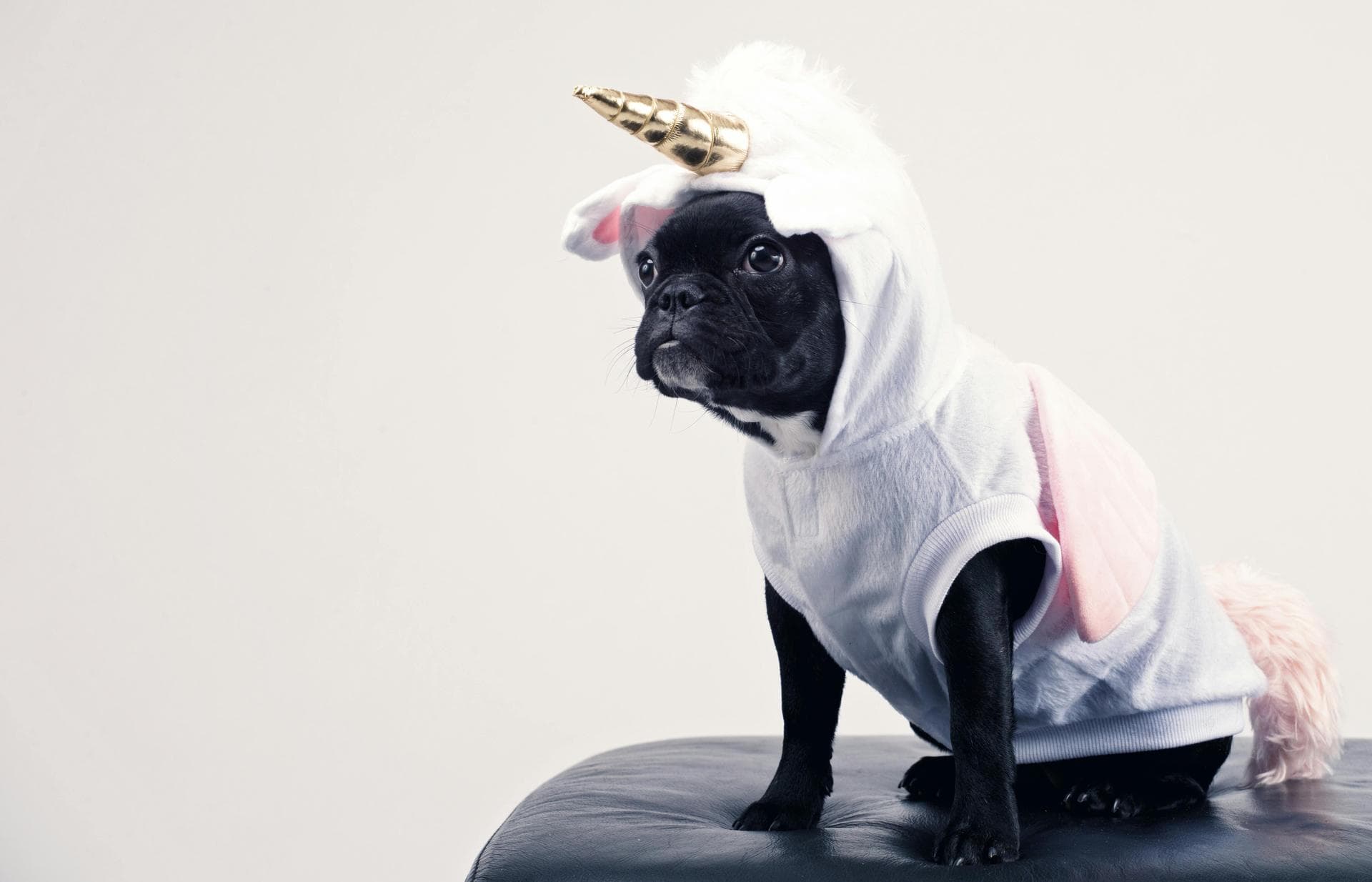 Dog Puppy Vaccinations Kennel Cough Prices in Shrewsbury