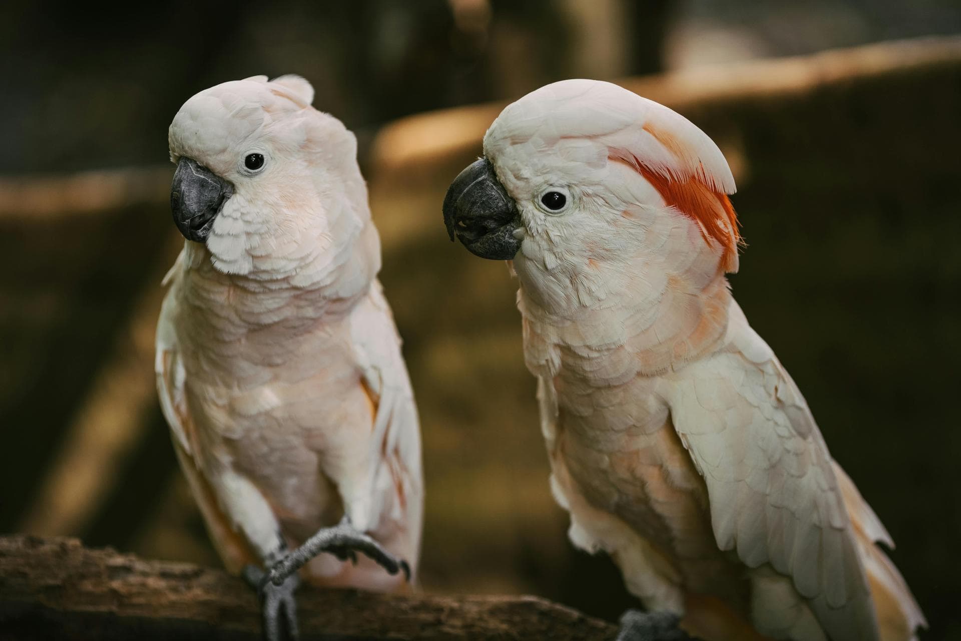 Bird Exotic Pet Consultation Prices in Shrewsbury